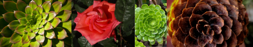 plantas fibonacci